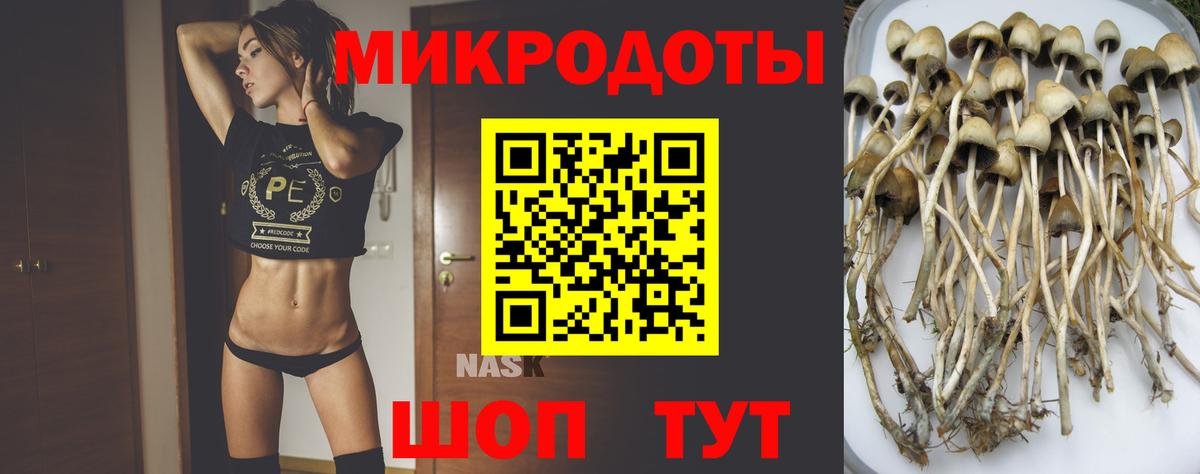 Галлюциногенные грибы Psilocybine cubensis Качканар